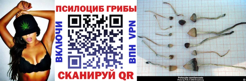 даркнет сайт  Сосновка  Галлюциногенные грибы Psilocybine cubensis 